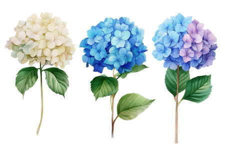 A vibrant collection of three watercolor hydrangea flowers in blue, purple, and cream. This colorful floral clip art is perfect for fashion and wedding designs.の素材