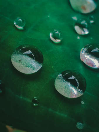 Water drops on a green leaf, close-up, macro photographyの写真素材