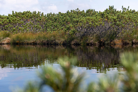 Clouds reflecting in dark swamp water of Lovrenska lakes, Sloveniaの写真素材