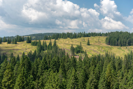 Beautiful top view of green spruce forest and blue mountains in fog. Pohorje Treetop Walk, Rogla. Slovenia, Europe.の写真素材