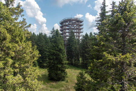Forest canopy walkway footpath above treetops, outdoor adventure on Rogla, Sloveniaの写真素材