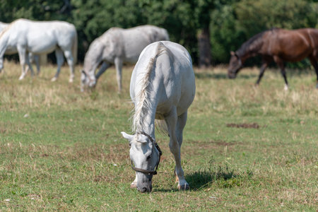The Lipizzan, or Lipizzaner is a breed of horse originating from Lipica in Slovenia. Established in 1580, the Lipica stud farm is the world's oldest continuously operating stud farm.の写真素材