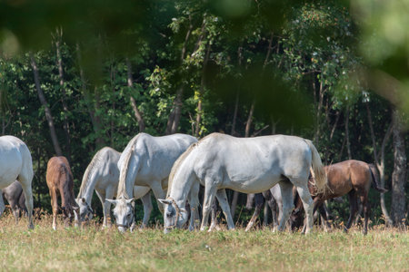 The Lipizzan, or Lipizzaner is a breed of horse originating from Lipica in Slovenia. Established in 1580, the Lipica stud farm is the world's oldest continuously operating stud farm.の写真素材