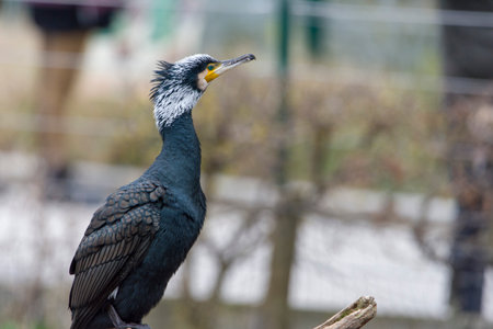 The great cormorant, Phalacrocorax carbo known as the great black cormorantの写真素材
