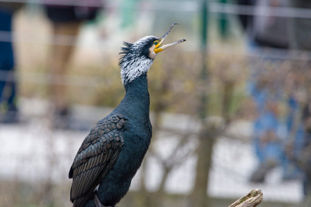 The great cormorant, Phalacrocorax carbo known as the great black cormorantの写真素材