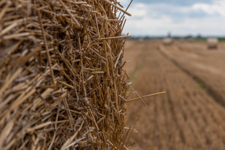 Straw rolls on the field. Round straw bales. Stover on the field. Harvested cereal plants....