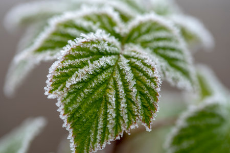Branches of a shrub with leaves covered with crystals of frost on a natural background of dry grass. Soft selective focus. A fresh frosty morning in may or the last days of winter.の写真素材