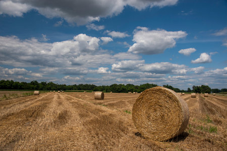 Straw rolls on the field. Round straw bales. Stover on the field. Harvested cereal plants....