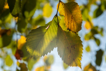 Beautiful leaves in autumn sunny day in foreground and blurry background. No people, close up, copy...