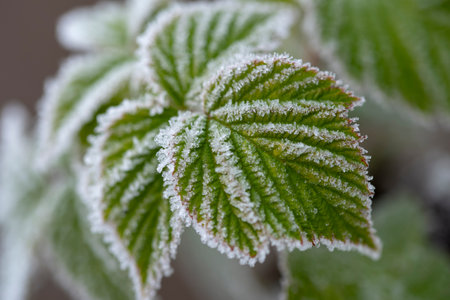 Branches of a shrub with leaves covered with crystals of frost on a natural background of dry grass. Soft selective focus. A fresh frosty morning in may or the last days of winter.の写真素材