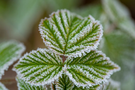 Branches of a shrub with leaves covered with crystals of frost on a natural background of dry grass. Soft selective focus. A fresh frosty morning in may or the last days of winter.の写真素材