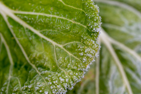 Frosted vegetables in a field on a frosty winters morning. Frost on a cabbage.の写真素材
