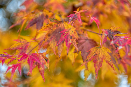 Beautiful maple leaves in autumn sunny day in foreground and blurry background in forest, Slovenia. No people, close up, copy space, macro shot.の写真素材
