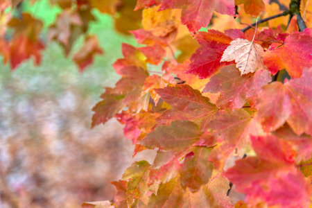 Beautiful maple leaves in autumn sunny day in foreground and blurry background in forest, Slovenia. No people, close up, copy space, macro shot.の写真素材