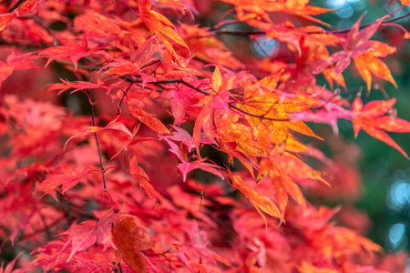 Beautiful maple leaves in autumn sunny day in foreground and blurry background in forest, Slovenia....