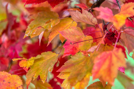 Beautiful maple leaves in autumn sunny day in foreground and blurry background in forest, Slovenia....