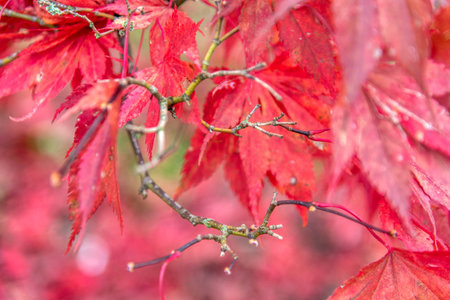 Beautiful maple leaves in autumn sunny day in foreground and blurry background in forest, Slovenia. No people, close up, copy space, macro shot.の写真素材