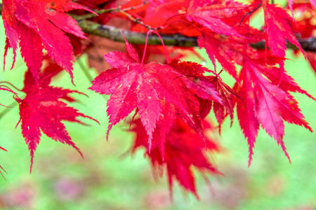 Beautiful maple leaves in autumn sunny day in foreground and blurry background in forest, Slovenia. No people, close up, copy space, macro shot.の写真素材