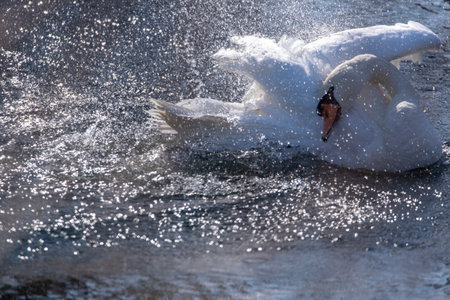 Water bird swan swim in the river, Prekmurje, Sloveniaの写真素材