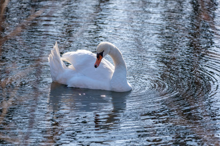 Water bird swan swim in the river, Prekmurje, Sloveniaの写真素材