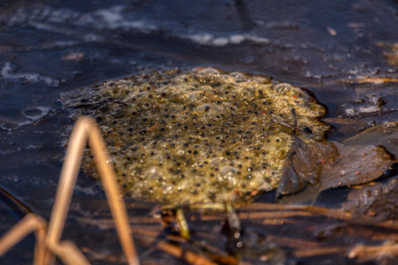 Pickled eggs from frogs on the surface of the pond. The fry floats on the surface near the reeds.の写真素材