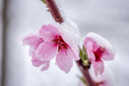 Fruit tree blossoms frozen in the snow. Early springの写真素材