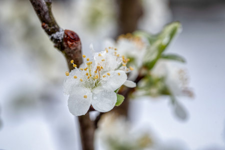 Fruit tree blossoms frozen in the snow. Early springの写真素材