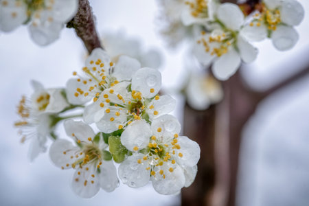 Fruit tree blossoms frozen in the snow. Early springの写真素材