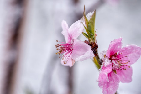 Fruit tree blossoms frozen in the snow. Early springの写真素材