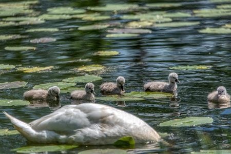 Swan family swims in the pond. Small gray swan children.の写真素材