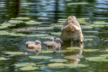 Swan family swims in the pond. Small gray swan children.の写真素材