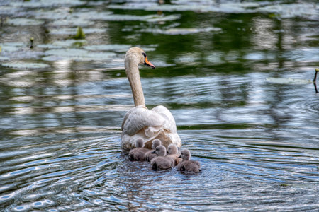 Swan family swims in the pond. Small gray swan children.の写真素材