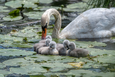 Swan family swims in the pond. Small gray swan children.の写真素材