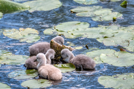 Swan family swims in the pond. Small gray swan children.の写真素材