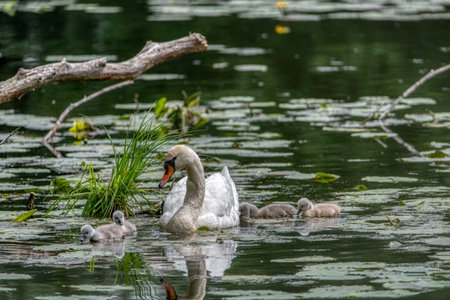 Swan family swims in the pond. Small gray swan children.の写真素材