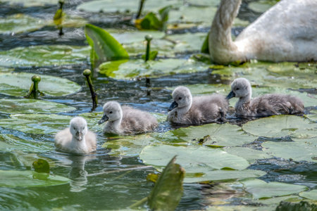Swan family swims in the pond. Small gray swan children.の写真素材