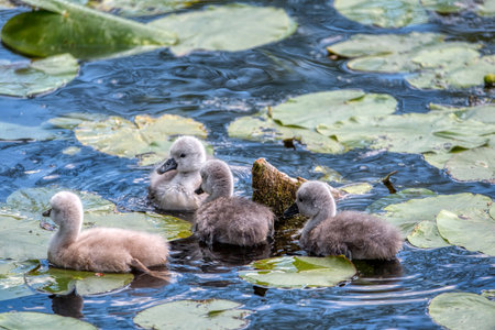 Swan family swims in the pond. Small gray swan children.の写真素材