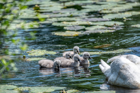 Swan family swims in the pond. Small gray swan children.の写真素材