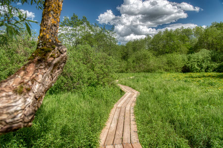 Mocvara - swamp area with wooden path in Goricko, Sloveniaの写真素材