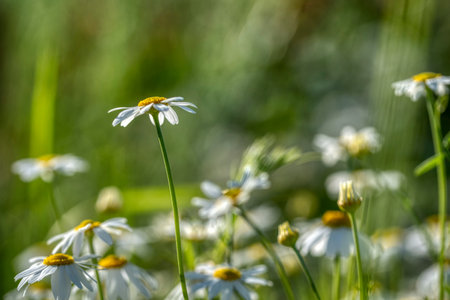 Blooming daisies on a sunny day chamomile on a background of green spring meadows copy spaceの写真素材