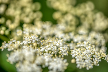 Black sambucus (Sambucus nigra) white flowers blossom. Macro of delicate flowers cluster on dark green background in spring garden. Selective focus.の写真素材