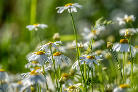 Blooming daisies on a sunny day chamomile on a background of green spring meadows copy spaceの写真素材