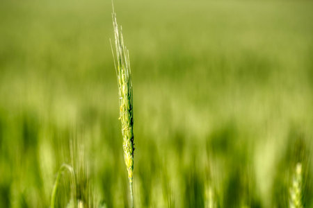 Natural plant background of fluffy spikes of green barley grass hordeum jubatum, foxtail barleyの写真素材