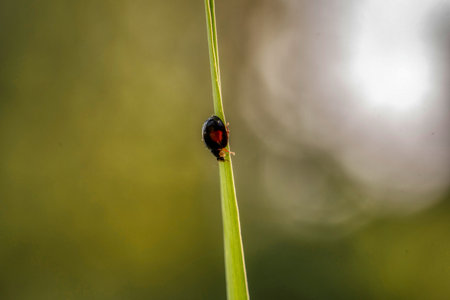 Black ladybug with orange spots on green leavesの写真素材