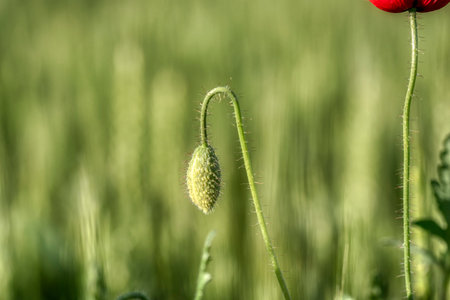 Poppy bud in his prime. the flower is odorless. flower magic. almost bloomed. poppy tenderness.の写真素材