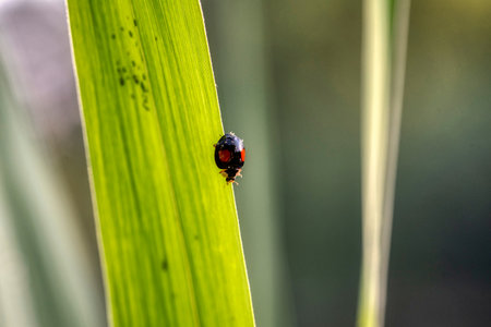 Black ladybug with orange spots on green leavesの写真素材