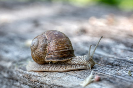 Helix pomatia also Roman snail or burgundy snail is a large air-breathing land snail. Pulmonary Gastropod Mollusk, family Helicidae stock photoの写真素材