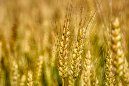 Wheat field. Ears of golden wheat close up. Beautiful Nature Sunset Landscape. Rural Scenery under...