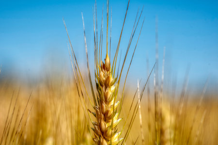 Wheat field. Ears of golden wheat close up. Beautiful Nature Sunset Landscape. Rural Scenery under Shining Sunlight. Label art designの写真素材