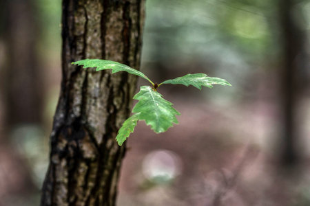 Oak Branch of leaves in the oak trunk tree in autumn in forestの写真素材
